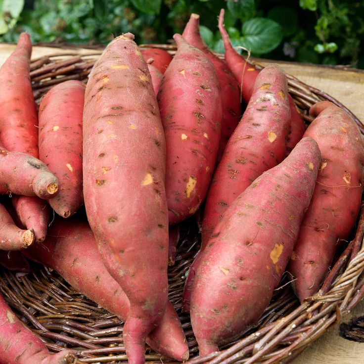 Sweet Potato